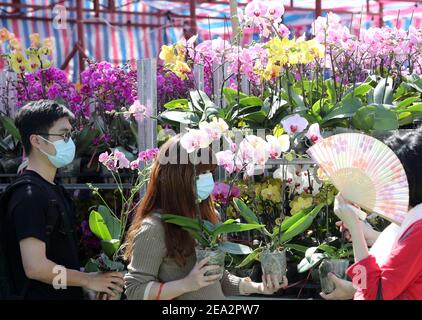 Hongkong, China. Februar 2021, 6th. Kunden wählen Blumen auf einem Lunar New Year Blumenmarkt im Victoria Park in Hong Kong, Südchina, 6. Februar 2021. DAZU: 'Feature: Hong Kong Florist umarmt ungewöhnliche geschäftige Saison inmitten Epidemie' Credit: Li Gang/Xinhua/Alamy Live News Stockfoto