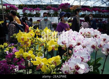 Hongkong, China. Februar 2021, 6th. Kunden wählen Blumen auf einem Lunar New Year Blumenmarkt im Victoria Park in Hong Kong, Südchina, 6. Februar 2021. DAZU: 'Feature: Hong Kong Florist umarmt ungewöhnliche geschäftige Saison inmitten Epidemie' Credit: Li Gang/Xinhua/Alamy Live News Stockfoto