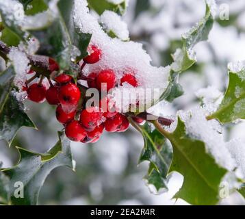 Zweig eines Stechbusches mit roten Beeren und grün Blätter mit Schnee bedeckt Stockfoto