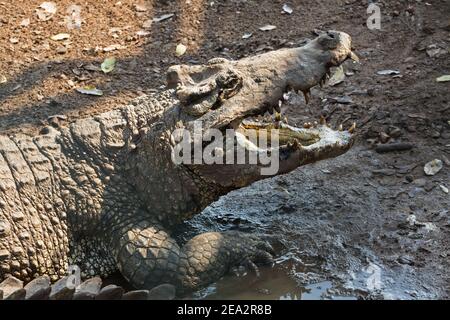 Kubanisches Krokodil, Krokodilfarm La Boca, Zapata, Matanzas, Kuba (gefangen) Stockfoto