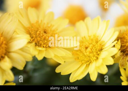 Blüten der Färberkamille (Anthemis tinctoria) Stockfoto