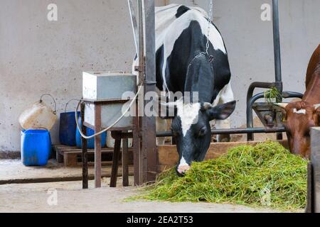 Die Kühe sind in der Scheune an einer Kette. Grünes Gras im Vordergrund Stockfoto