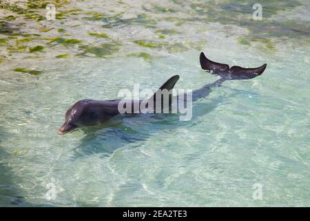 Ein Delphin ist in flachem Wasser in der Nähe der Küste. Stockfoto