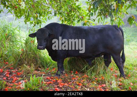 Eine schwarze Bulle (Kuh) Rasse Black Angus (Aberdeen Angus) ist unter grünem Baum. Hawaii. Stockfoto