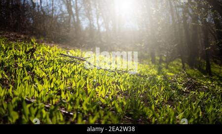 Grüner Bärlauch wächst auf Lichtung im Frühlingswald von der Morgensonne hinterleuchtet. Stockfoto
