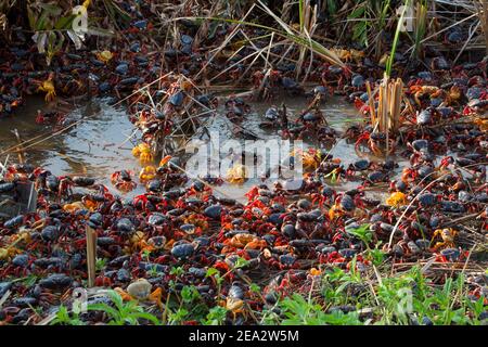 Kubanische Landkrabben, Gecarcinus ruricola, über Frühlingszug, März, Playa Giron, Zapata, Kuba Stockfoto