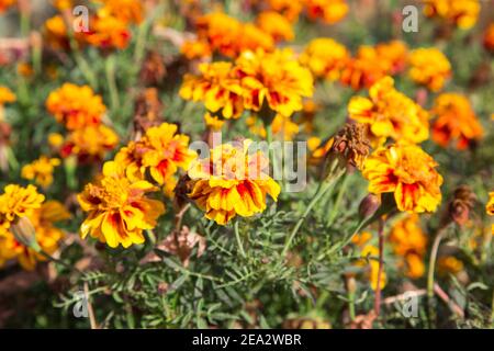 Nahaufnahme der schönen Ringelblume Blumen (Tagetes erecta) Stockfoto