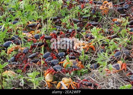 Kubanische Landkrabben, Gecarcinus ruricola, über Frühlingszug, März, Playa Giron, Zapata, Kuba Stockfoto