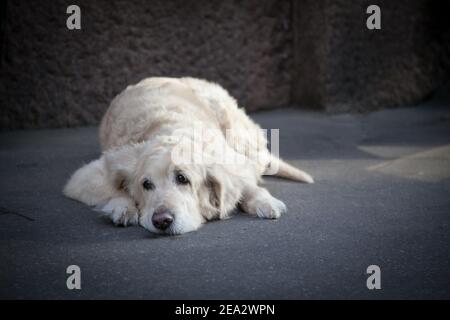 Ein einsames, trauriges Gold liegt auf dem Asphalt. Verrat Konzept, verlassenen Hund Stockfoto