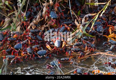 Kubanische Landkrabben, Gecarcinus ruricola, über Frühlingszug, März, Playa Giron, Zapata, Kuba Stockfoto