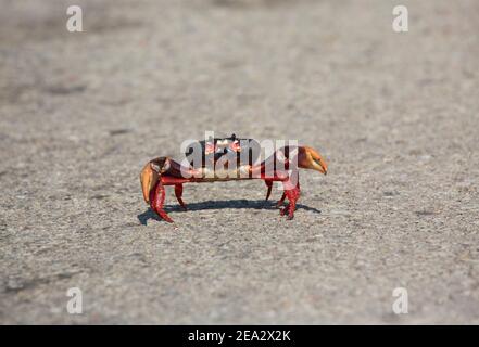 Cuban Land Crab, Gecarcinus ruricola, Single Dark Phase adult on Road, März, Playa Giron, Zapata, Kuba Stockfoto