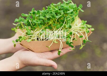 Nahaufnahme Microgreen von Sonnenblumenkernen mit Erde in umweltfreundliche Einweg-Pappteller. Idee für gesunde vegane grüne microgreen Anzeige. Vegetarisch Stockfoto