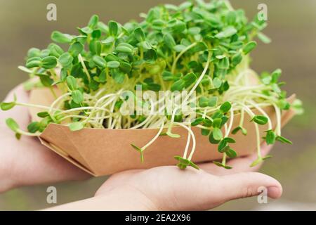 Nahaufnahme Microgreen von Sonnenblumenkernen mit Erde in umweltfreundliche Einweg-Pappteller. Idee für gesunde vegane grüne microgreen Anzeige. Vegetarisch Stockfoto