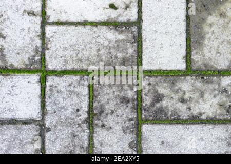 Es ist eine alte graue Pflasterplatte mit Moos zwischen den Nähten. Abstrakter Hintergrund. Stockfoto