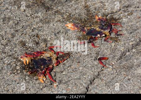 Cuban Land Krabben, Gecarcinus ruricola, zwei zerquetschte Tote auf der Straße, März, Playa Giron, Zapata, Kuba Stockfoto