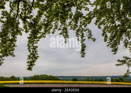 Elsted Village, eingebettet in den South Downs zwischen Midhurst und Petersfield, West Sussex, England, Großbritannien Stockfoto