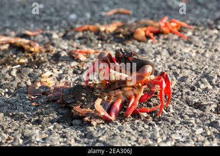 Cuban Land Crab, Gecarcinus ruricola, Single adult Fütterung von toten Krabben auf der Straße, März, Playa Giron, Zapata, Kuba Stockfoto