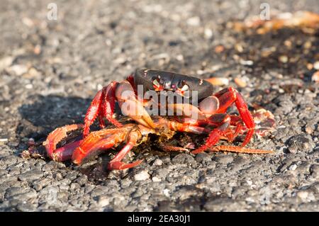 Cuban Land Crab, Gecarcinus ruricola, Single adult Fütterung von toten Krabben auf der Straße, März, Playa Giron, Zapata, Kuba Stockfoto