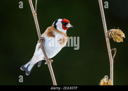 Europäischer Goldfink - Carduelis carduelis, schöner farbiger Barschvogel aus europäischen Wiesen und Weiden, Zlin, Tschechien. Stockfoto