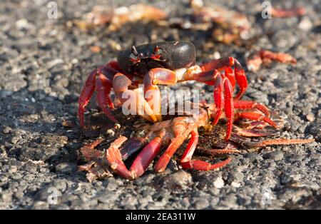 Cuban Land Crab, Gecarcinus ruricola, Single adult Fütterung von toten Krabben auf der Straße, März, Playa Giron, Zapata, Kuba Stockfoto