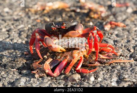 Cuban Land Crab, Gecarcinus ruricola, Single adult Fütterung von toten Krabben auf der Straße, März, Playa Giron, Zapata, Kuba Stockfoto