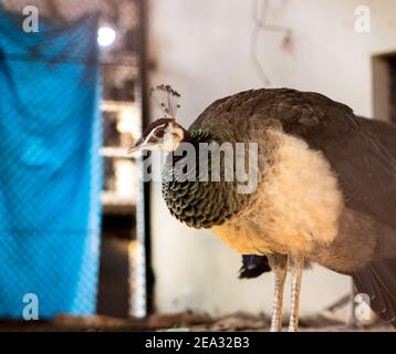 Allein stehender Pfau in einem Käfig Stockfoto