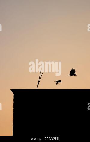 Am Abend zwei Krähen über einem Gebäude wegfliegen Stockfoto