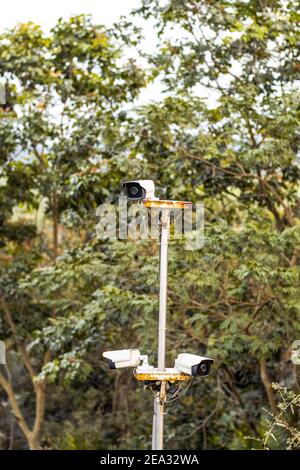 Sicherheitskamera im Dschungel eingerichtet Stockfoto