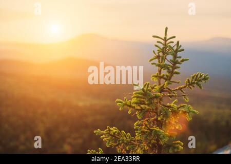 Immergrüne Fichte oder Tanne in einem Nationalpark in einem Naturschutzgebiet bei Sonnenuntergang Stockfoto