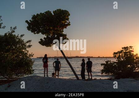 Vier Menschen stehen mit ihrem Hund am Strand bei Sonnenuntergang in Silhouette unter Baum. Stockfoto