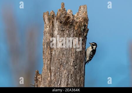 Eine weibliche Specht Specht auf einem Baum Glied. Stockfoto