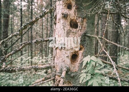 Löcher von einem Specht und einem hohlen Baum in einer toten Fichte. Konzept der Parasiten und Schädlinge, und Vogelbeobachtung Stockfoto