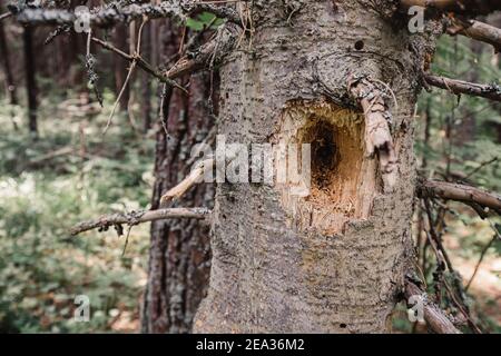 Löcher von einem Specht und einem hohlen Baum in einer toten Fichte. Konzept der Parasiten und Schädlinge, und Vogelbeobachtung Stockfoto