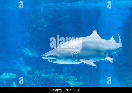 Tigerhai im Meerwasser. Großer Hai in tiefblauem Wasser. Stockfoto