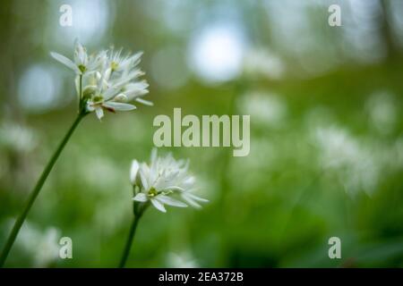 Nahaufnahme des blühenden Wilden Knoblauch während der Blüte. Stockfoto