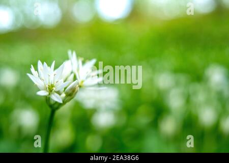 Nahaufnahme des blühenden Wilden Knoblauch während der Blüte. Stockfoto