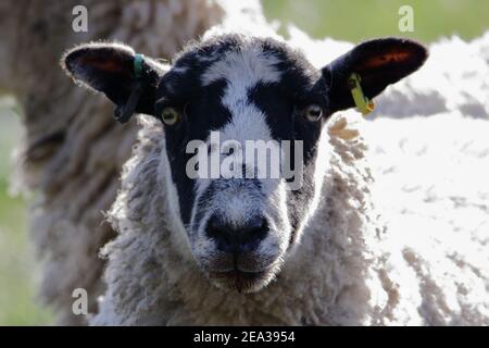 Ein Kopfschuss eines Schafes in der Februarsonne Stockfoto
