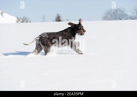 Der Hund verfolgt die angebliche Beute und gibt lange Sprünge über die Schneeschuppen. Deutsch drahthaarige Zeiger der perfekte Hund für die Jagd auf Wild. Wintersaison. Seitenansicht. Stockfoto