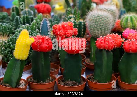 Schöne rote, gelbe, grüne Gymnocalycium mihanovichii gepfropft Kaktus auf Topf im Garten, in einem Geschäft, Blumen-Supermarkt. Runder Kaktus Stockfoto