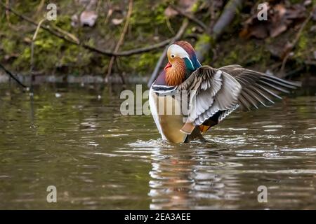 Eine schöne männliche Mandarinente, die an einem kalten Wintertag in einem kleinen Teich namens Jacobiweiher unweit von Frankfurt posiert. Stockfoto