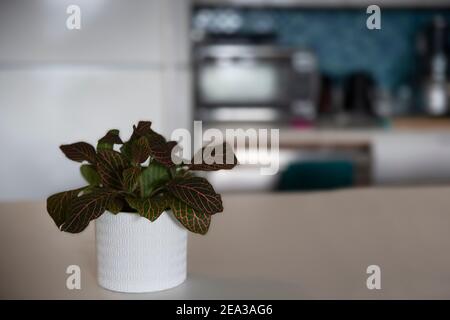 Rosa Fittonia Nervenpflanze. Leuchtend grüne und rosa Blätter auf einer Nervenpflanze in einem kleinen weißen Topf mit Muster vor verschwommenem Hintergrund. Stockfoto