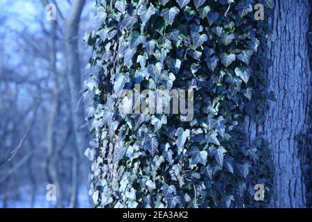 Nahaufnahme von Efeublättern, die während der Wintersaison auf einem Baum in einem Park wachsen. Blauer Ton der Rebe und verschwommener Hintergrund Stockfoto