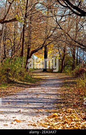 Landschaftlich schöner Weg durch den Wald im Herbst Stockfoto