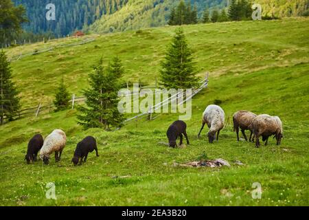 Schafherden auf Almen im Retezat Nationalpark, Karpaten, Rumänien. Stockfoto