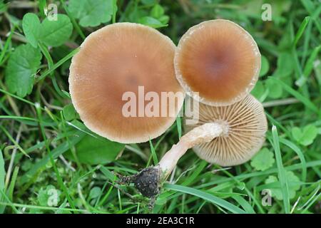 Tubaria furfuracea, allgemein bekannt als die skurfigen Twiglet, Wildpilz aus Finnland Stockfoto