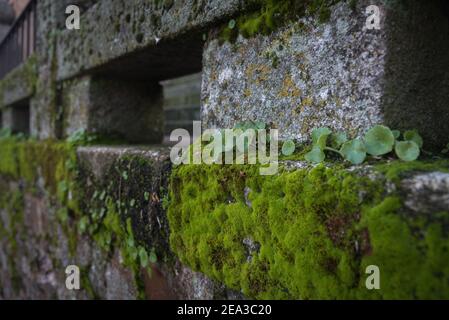 Moos und kleine Pflanzen wachsen unter den historischen Steinen in der monumentalen Stadt Cáceres, UNESCO-Weltkulturerbe Stadt, Extremadura, Spanien Stockfoto