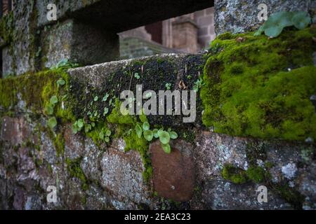 Moos und kleine Pflanzen wachsen unter den historischen Steinen in der monumentalen Stadt Cáceres, UNESCO-Weltkulturerbe Stadt, Extremadura, Spanien Stockfoto