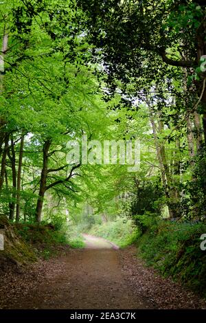 Waldweg im Frühling, Brede High Woods, East Sussex, Großbritannien Stockfoto