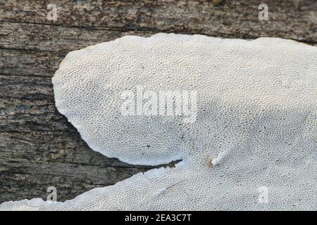 Antrodia serialis, bekannt als Serried Crust, wilder Polyporenpilz aus Finnland Stockfoto