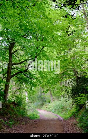 Waldweg im Frühling, Brede High Woods, East Sussex, Großbritannien Stockfoto